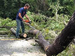 Best Fruit Tree Pruning  in Union City, PA