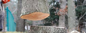 Best Tree Mulching  in Union City, PA