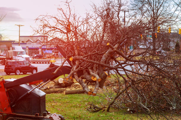 Best Tree Trimming and Pruning  in Union City, PA