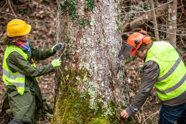 Best Tree Removal  in Union City, PA