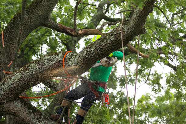 Best Firewood Processing and Delivery  in Union City, PA