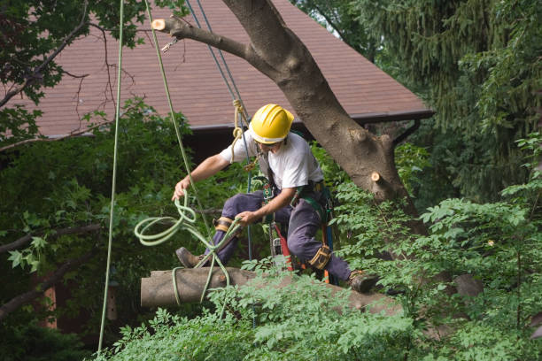 Best Tree and Shrub Care  in Union City, PA