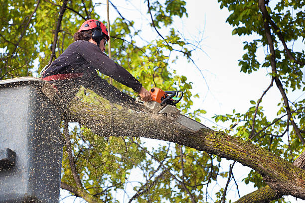 How Our Tree Care Process Works  in  Union City, PA
