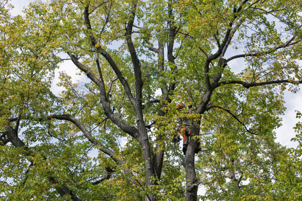 Best Storm Damage Tree Cleanup  in Union City, PA
